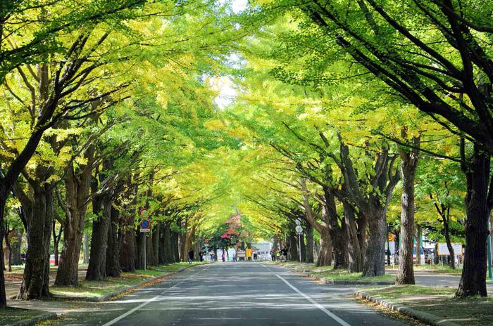 北海道大学2024年世界大学排名多少