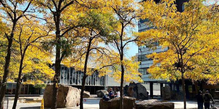 瑞尔森大学在全球排名(2024QS世界大学排名)