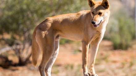 古老DNA研究为澳洲野犬血统研究提供了新线索