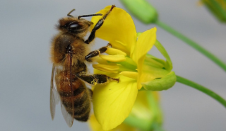 研究发现，空气污染对传粉昆虫的伤害比害虫还大