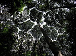 新研究表明，退化的热带雨林仍然具有重大意义
